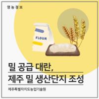 밀 공급 대란, 제주 밀 생산단지 조성 