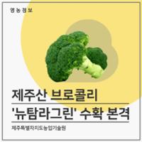 제주산 브로콜리 '뉴탐라그린' 수확 본격