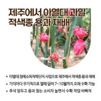 38.1분뉴스_제주산용과수확 2.jpg