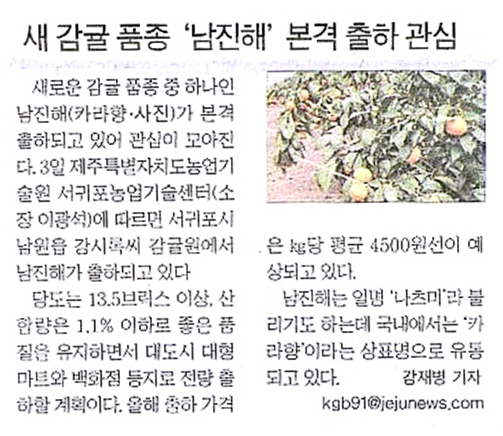 새감귤 품종 ‘남진해’ 본격 출하 관심 [제주일보-2015.5.3.]