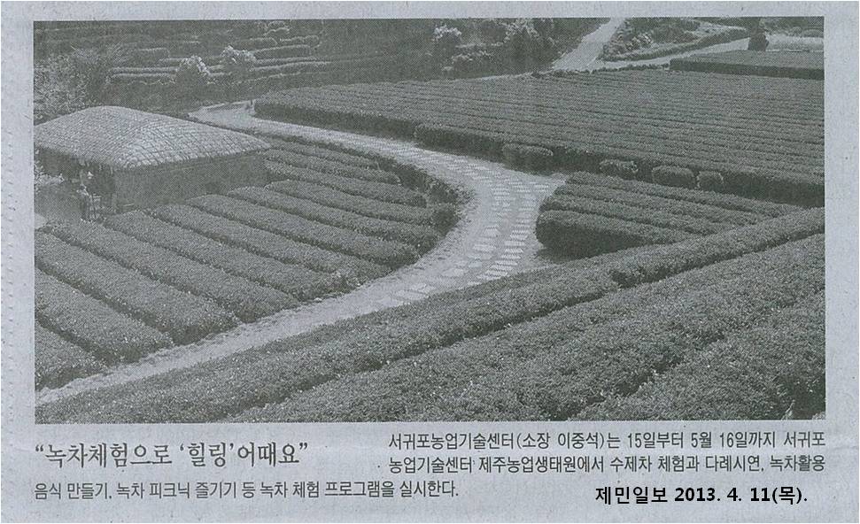 서귀포농업기술센터, 녹차체험 행사 보도자료