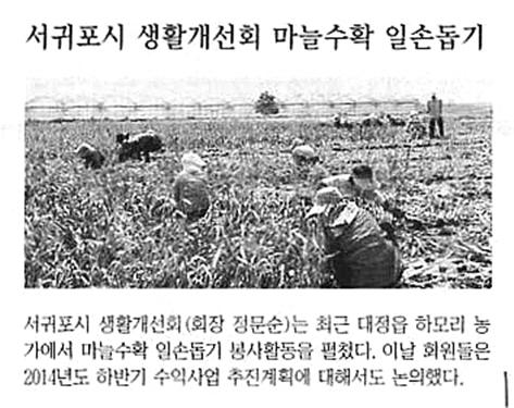 서귀포시 생활개선회 마늘수확봉사활동[한라일보.5.30]