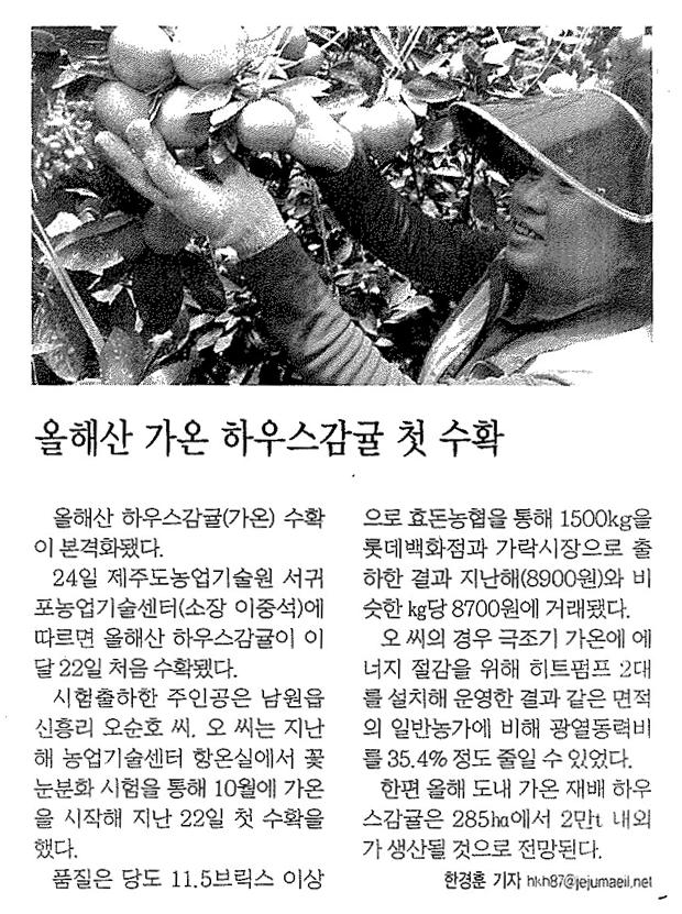 올해산 가온 하우스감귤 첫 수확(제주매일.2013.04.25)
