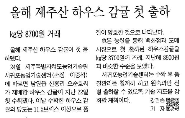 올해 제주산 하우스 감귤 첫 출하(제민일보.2013.04.25)