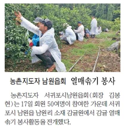 농촌지도자 남원읍회, 열매솎기 봉사 [제민일보-2015.8.18.]
