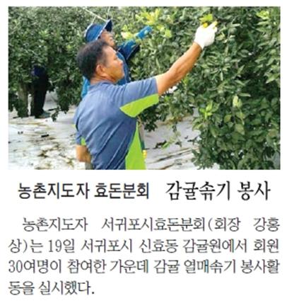 농촌지도자 효돈분회, 감귤솎기 봉사 [2015.8.20-제민일보]