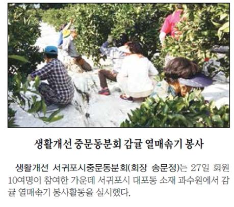 생활개선중문동분회, 감귤 열매솎기 봉사 [제주매일-2015.8.28.]