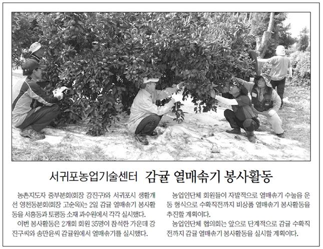 서귀포농업기술센터 감귤 열매솎기 봉사활동 [제주신문-2015.9.3.]