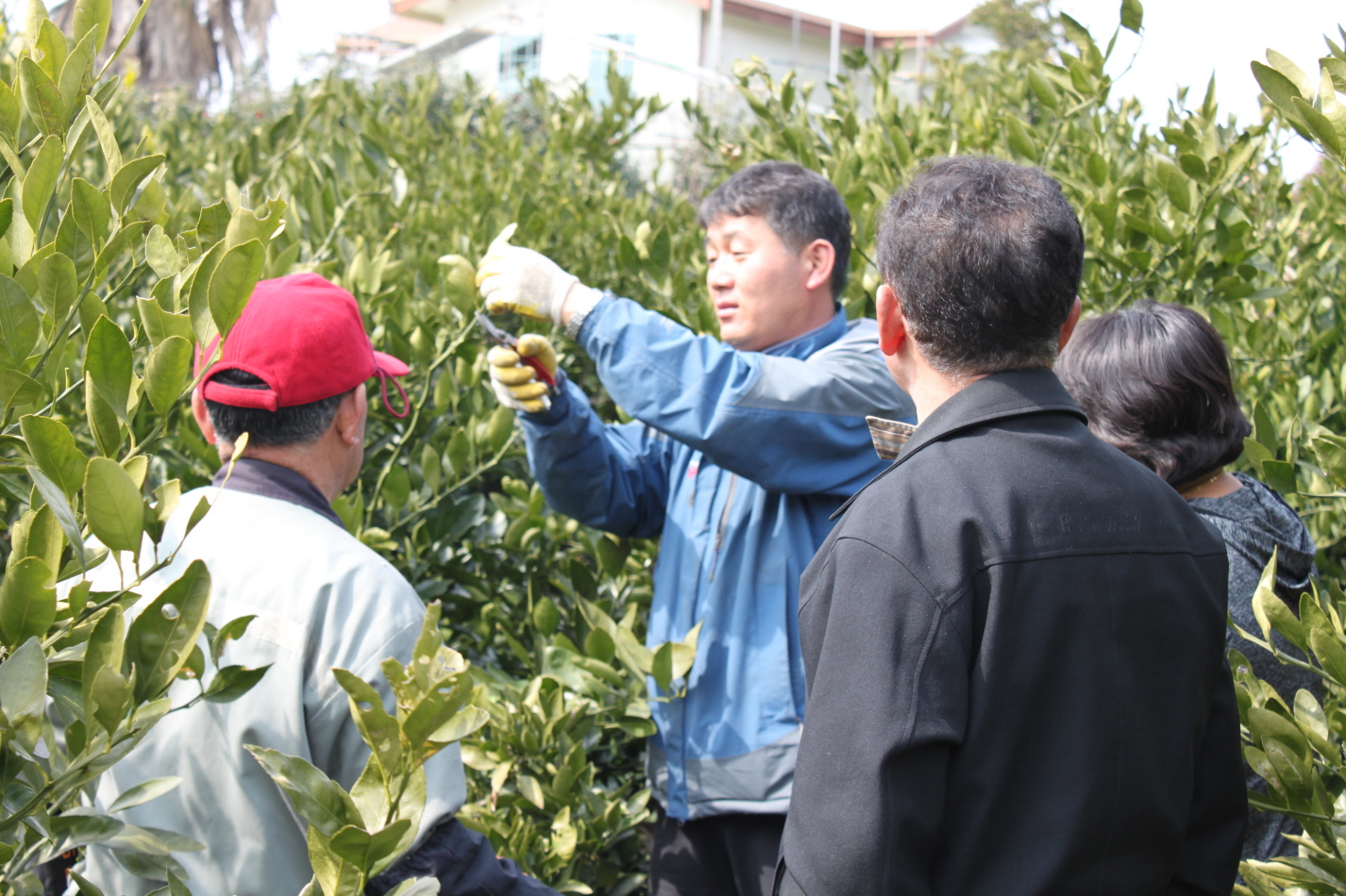 감귤 격년결실 및 전정교육 현장