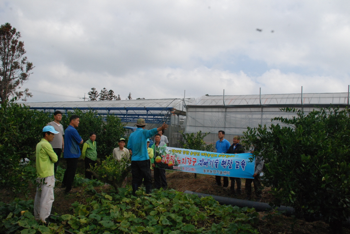 강소농 육성을 위한 고품질 노지감귤 현장교육실시