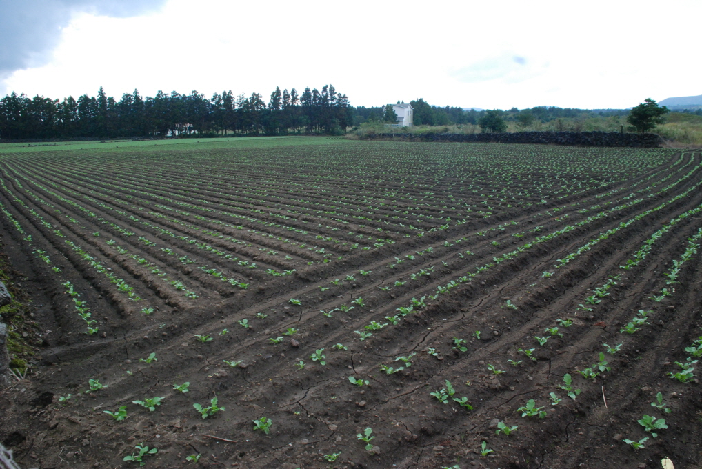 월동무 발아 현장입니다.