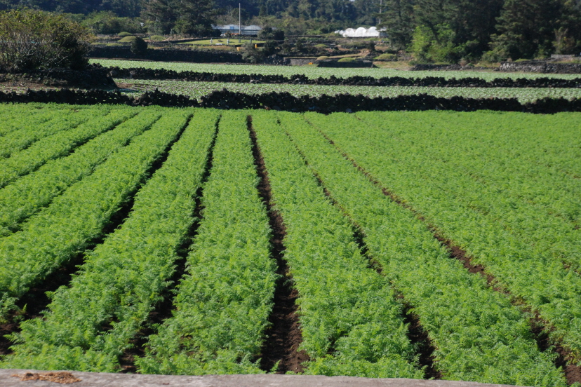 당근 생육 현장