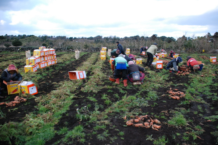 당근 수확 현장