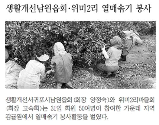생활개선남원읍회·위미2리 열매솎기 봉사 [한라일보-2005.9.1.]